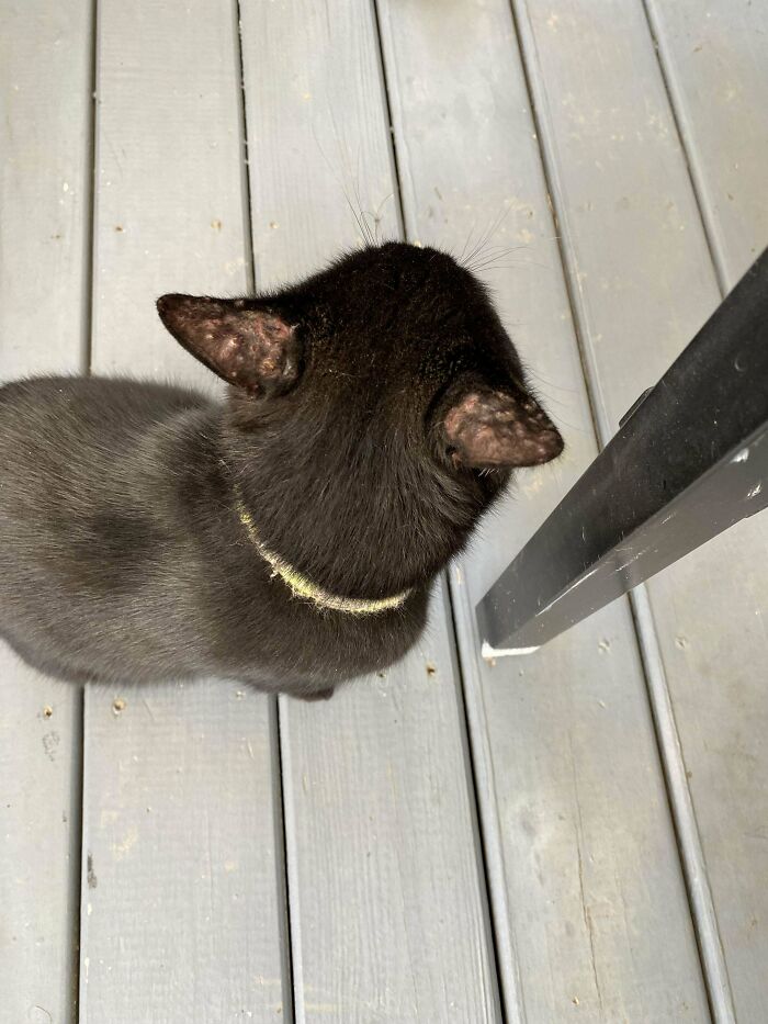 Black cat wearing collar sitting on wooden floor near chair leg, new addition to the family adoption pet pic.
