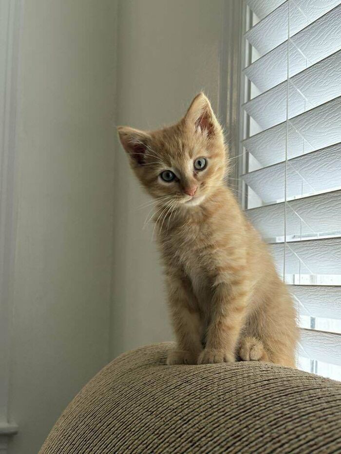 Orange kitten sitting on a couch by window blinds, a new addition to the family adoption moment captured indoors.