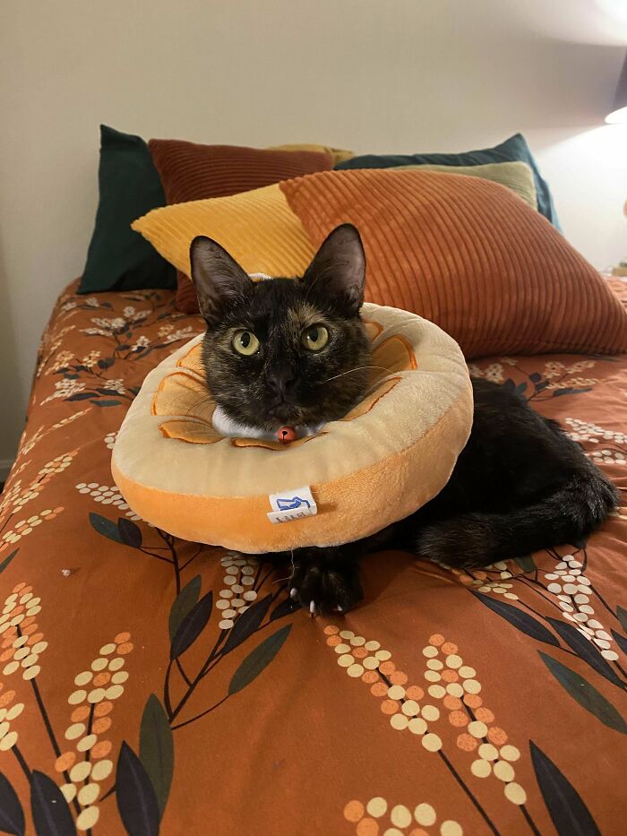 Tortoiseshell cat wearing soft collar resting on a floral bedspread, capturing a wholesome adoption moment at home.