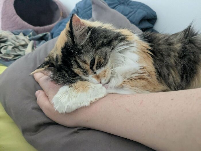 Calico cat resting peacefully on a person's arm, showcasing a wholesome new addition to the family adoption moment.