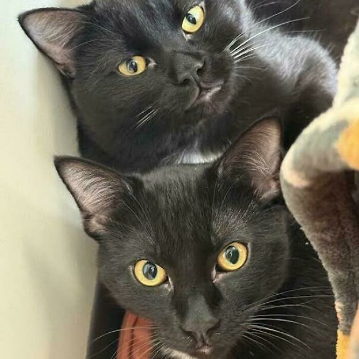 Two black cats with yellow eyes close together, capturing a wholesome adoption moment with new family addition.