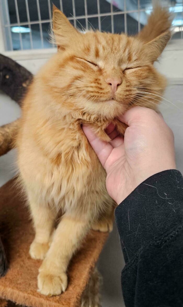 Fluffy orange cat enjoying a gentle chin scratch, a wholesome adoption moment capturing new addition to the family joy.