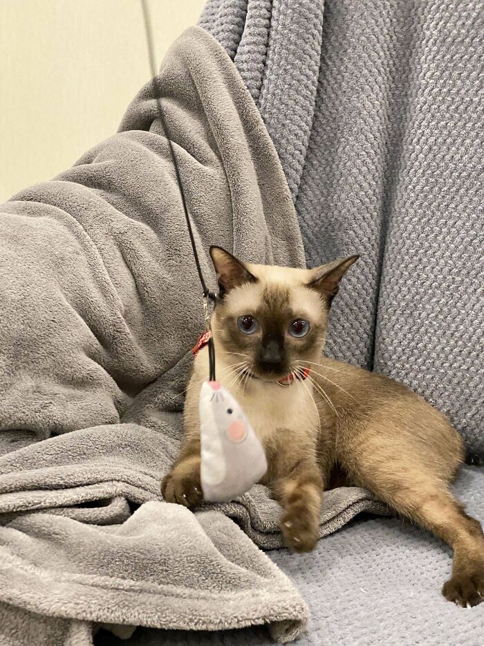 Siamese cat playing with a mouse toy, resting on a cozy gray blanket, a wholesome adoption moment captured.