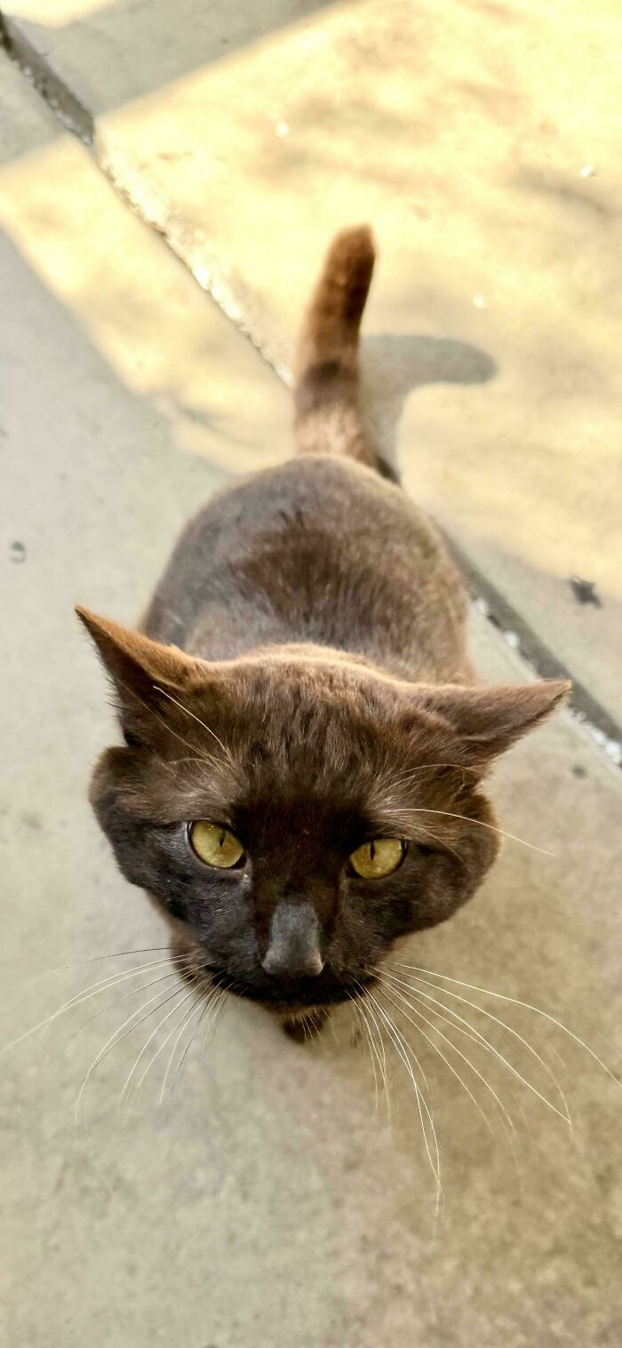 Black cat with yellow eyes looking up, representing a new addition to the family in adoption photos this June.
