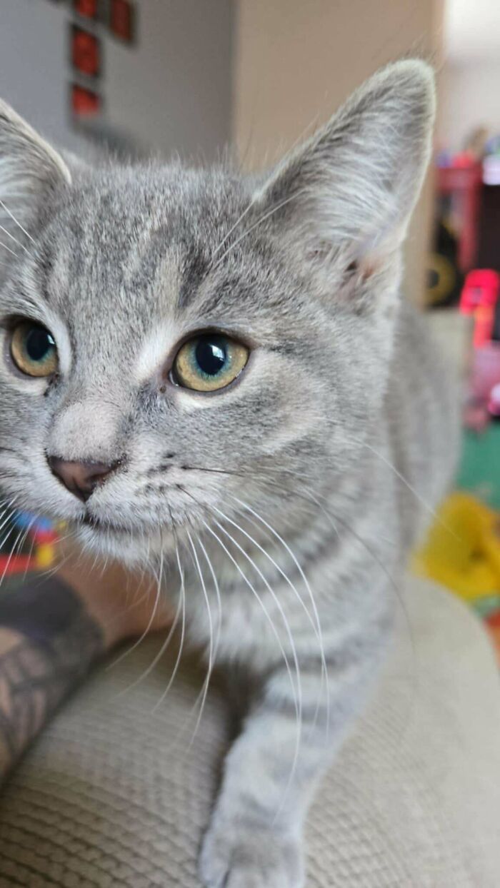 Close-up of a grey tabby cat indoors, showcasing a new addition to the family in a wholesome adoption moment.