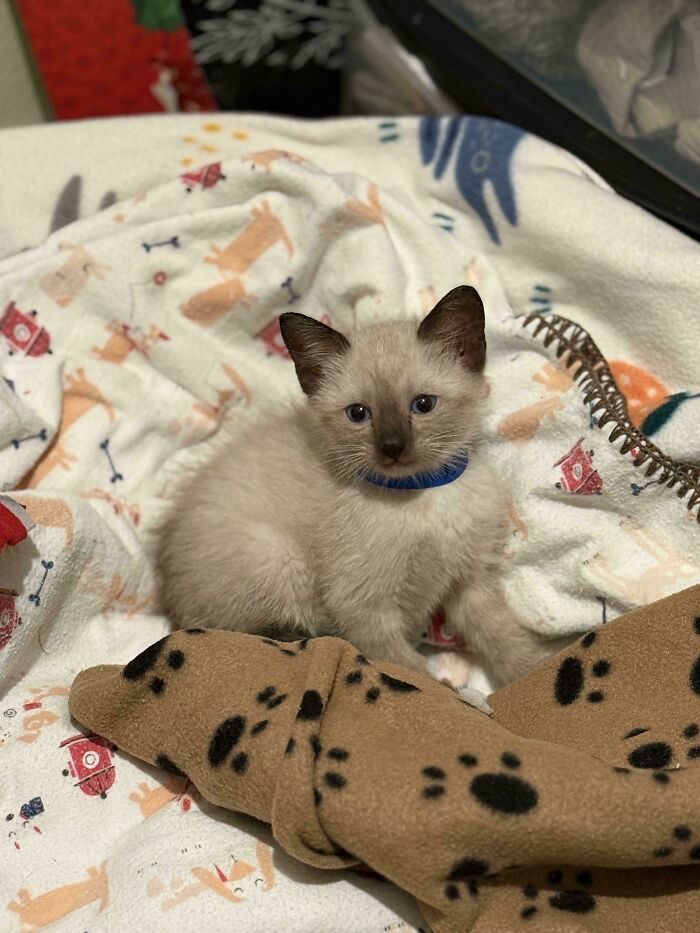 Siamese kitten with blue collar sitting on cozy blankets in a wholesome adoption pics new addition to the family setting