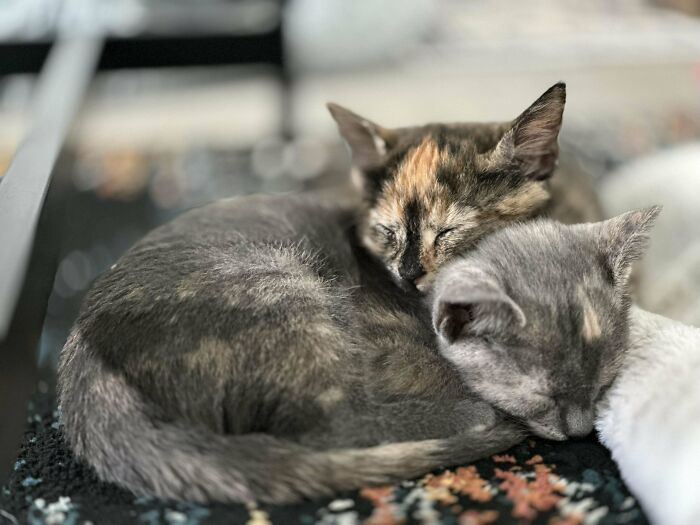 Two kittens peacefully sleeping close together, capturing a wholesome adoption moment and new addition to the family.