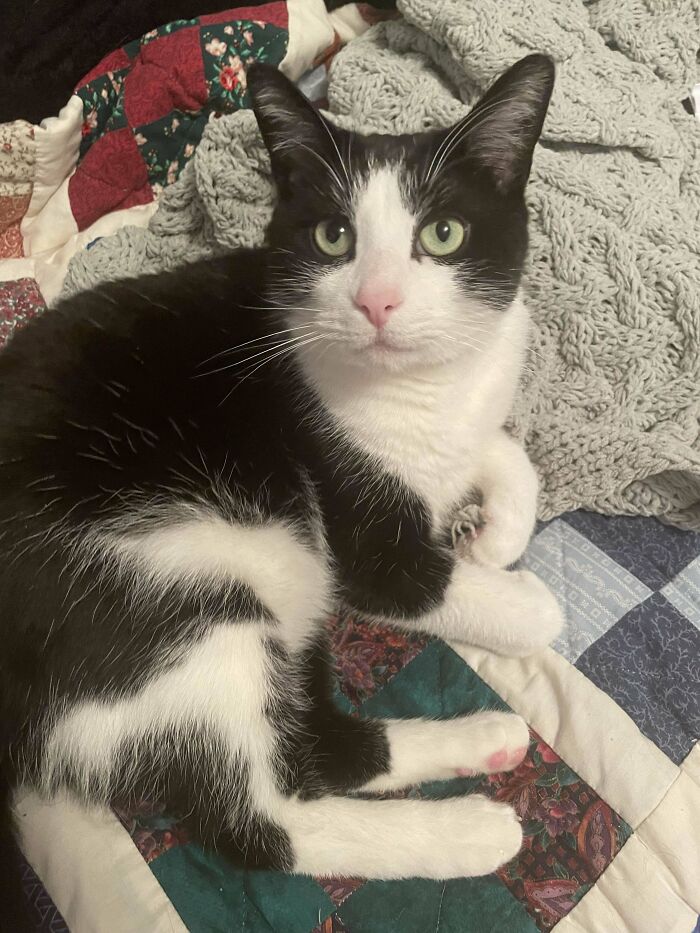 Black and white cat resting on a colorful quilt and a knitted blanket, capturing a wholesome adoption moment.