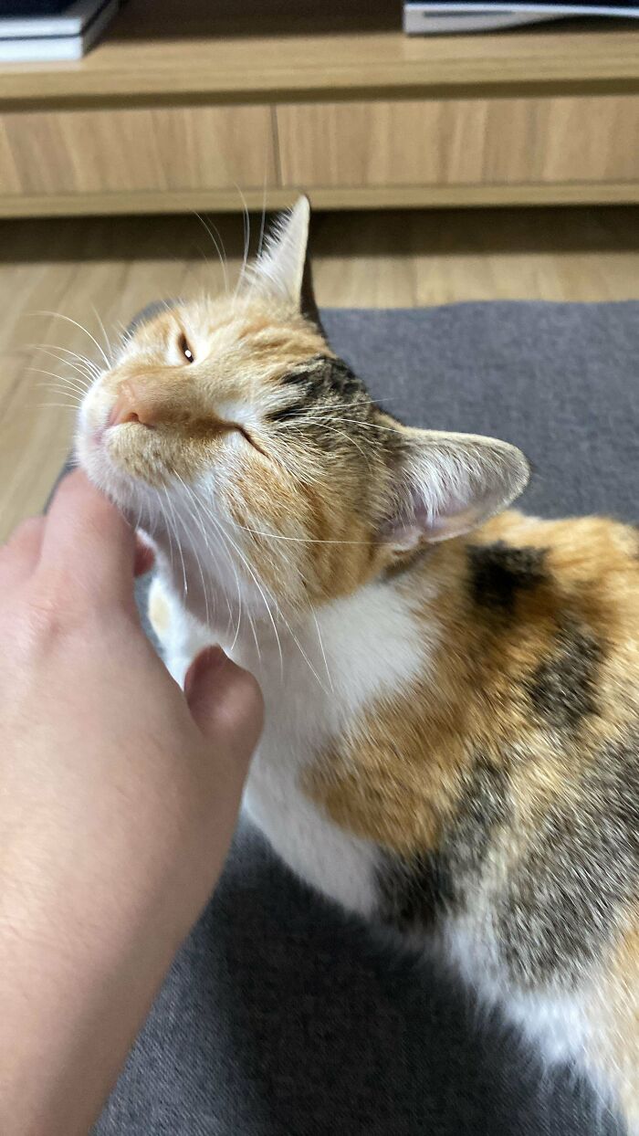 Calico cat enjoying a neck scratch from a person, captured in a wholesome adoption moment at home.