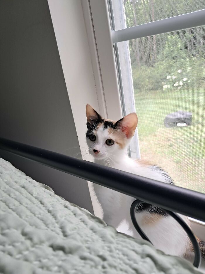 Calico kitten looking out window in a cozy home setting, representing a new addition to the family adoption moment.