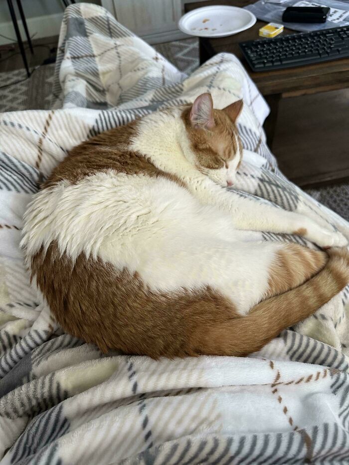 Sleeping orange and white cat curled up on a plaid blanket, showcasing a new addition to the family adoption moment.