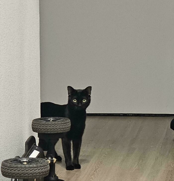 Black cat standing indoors near a small vehicle with wheels, capturing a wholesome adoption moment for new family addition.