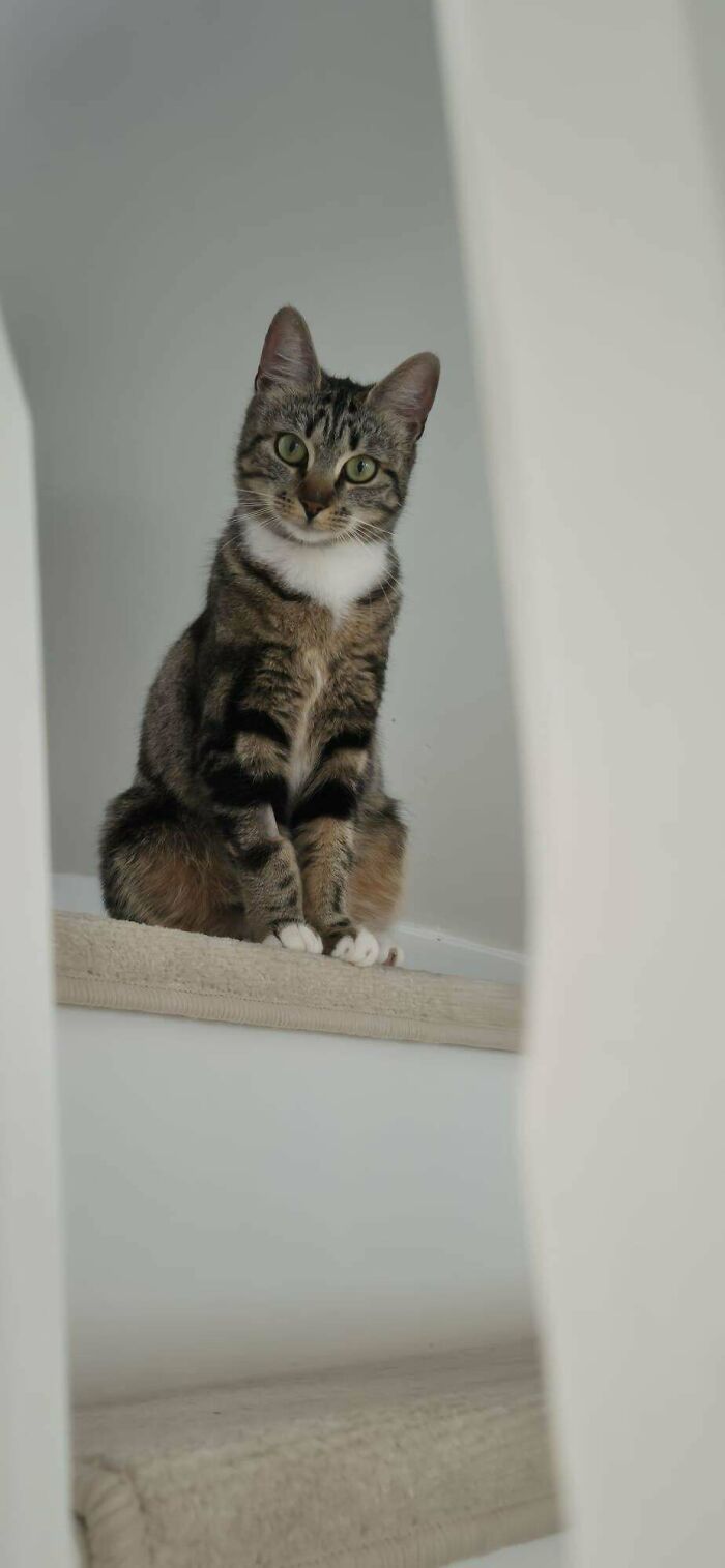 Tabby cat with white paws sitting on carpeted stairs, a new addition to the family in this wholesome adoption moment