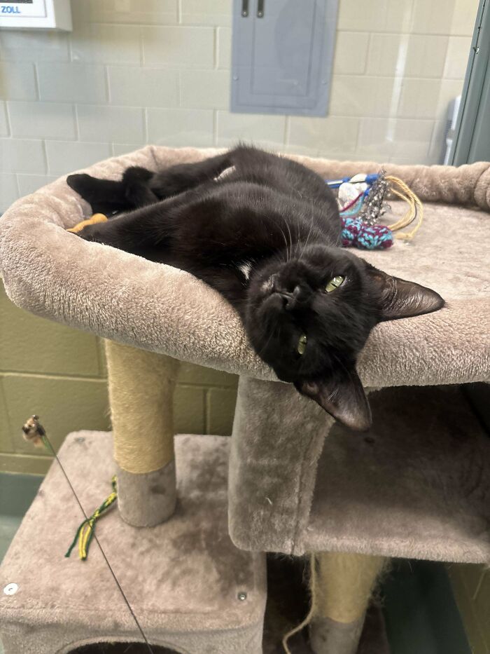 Black cat resting on a cat tree, enjoying a calm moment as a new addition to the family adoption pic.
