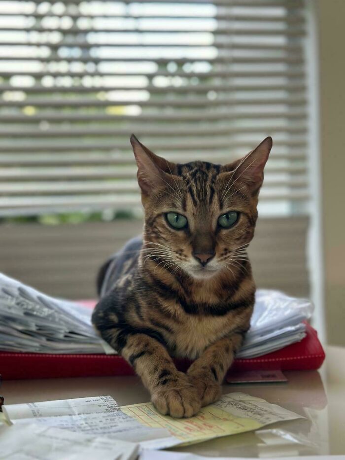 Bengal cat relaxing on a table with papers, representing a new addition to the family adoption moment.