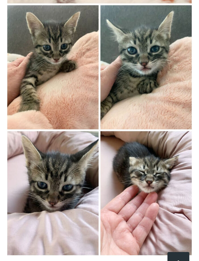 Collage of a small tabby kitten being gently held and cuddled on soft blankets, showcasing wholesome adoption moments.