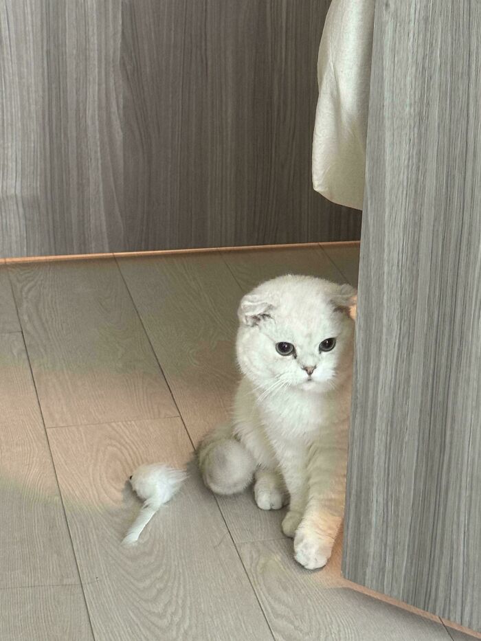 White Scottish Fold cat peeking from behind a wooden cabinet, a new addition to the family adoption moment.