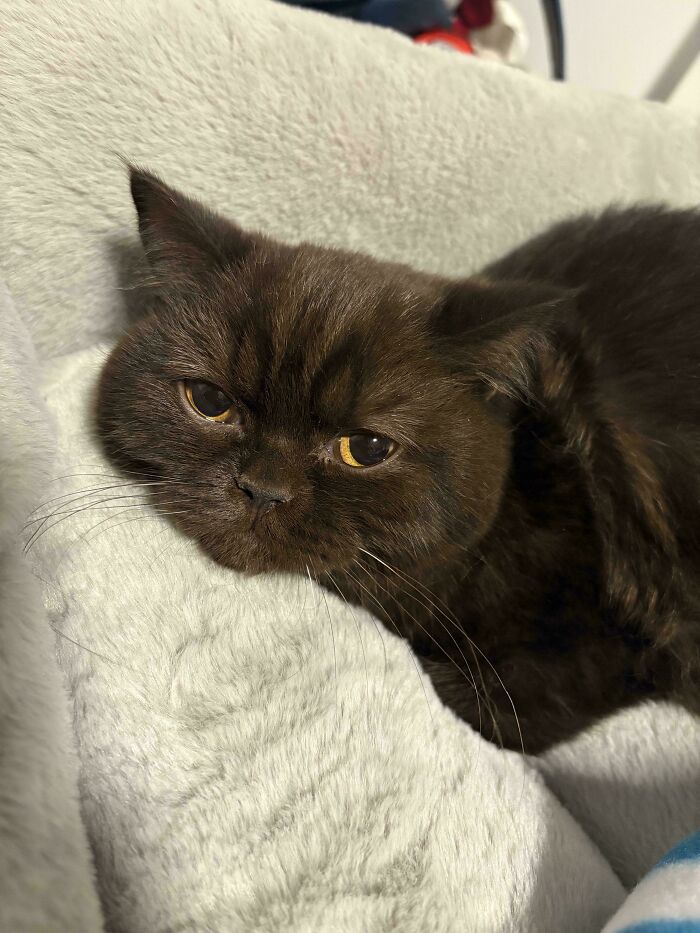 Close-up of a dark brown cat resting comfortably in a soft bed, capturing a wholesome adoption moment.