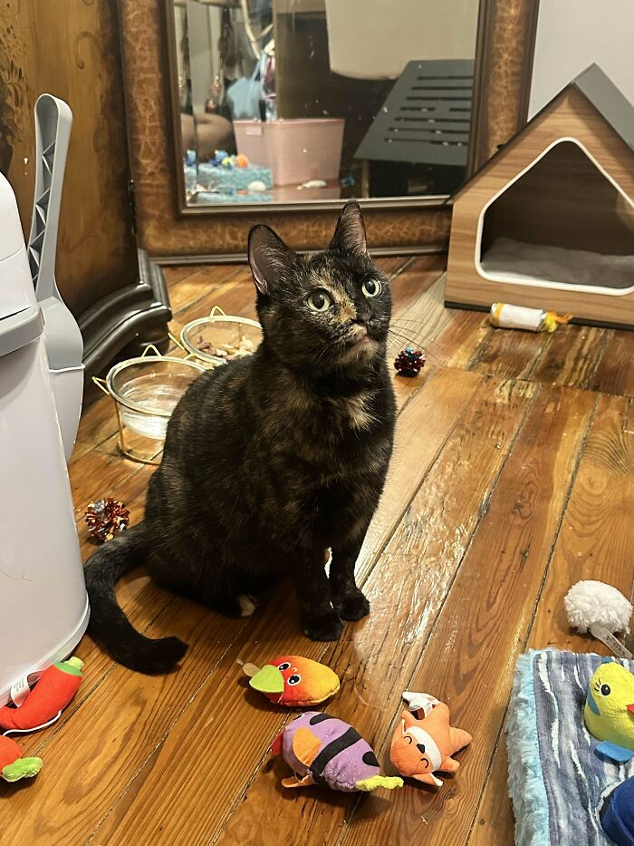 Tortoiseshell cat surrounded by toys and a pet house, a wholesome adoption moment captured indoors.