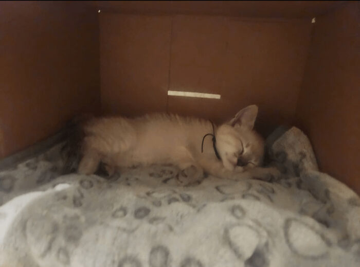 Sleeping kitten inside a cardboard box resting on a soft blanket, representing a new addition to the family adoption moment.