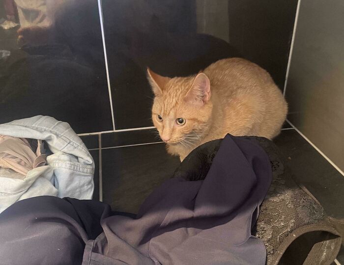 Orange cat resting among clothes in a cozy corner, showcasing a wholesome adoption moment with new addition to the family.