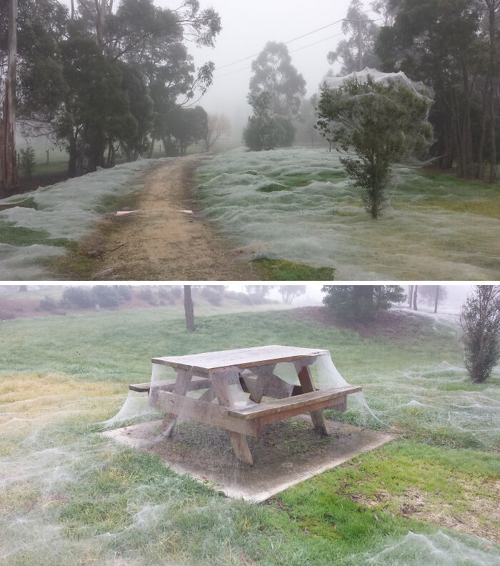 Misty outdoor scenes showing trees and a picnic table covered in unreal spider webs creating an eerie landscape.