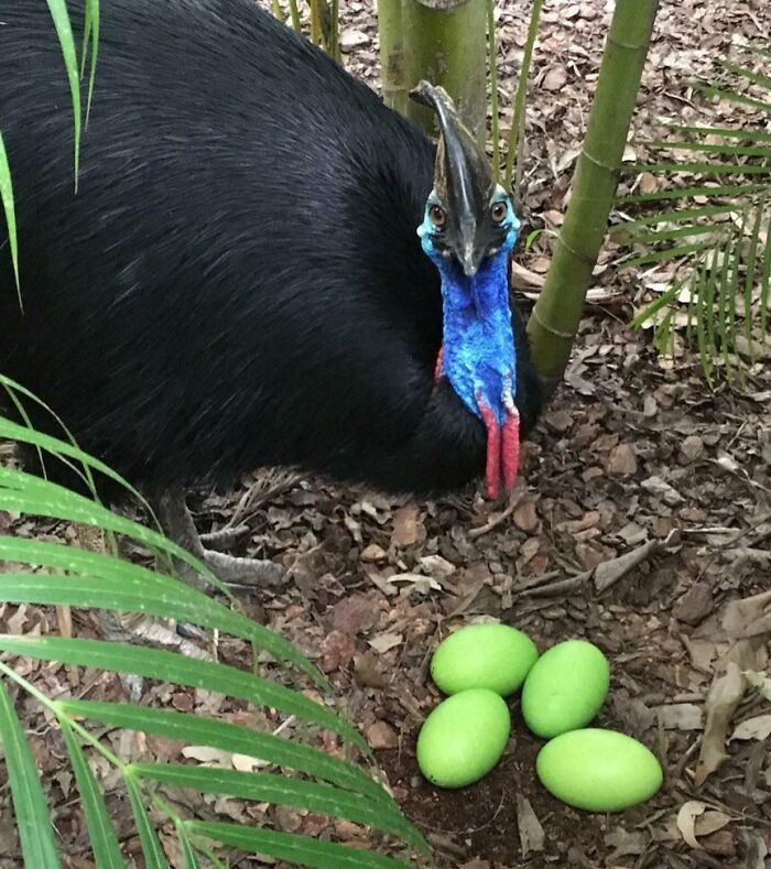 Cassowary bird with bright blue and red head near four bright green eggs in a natural setting, an unreal photograph.
