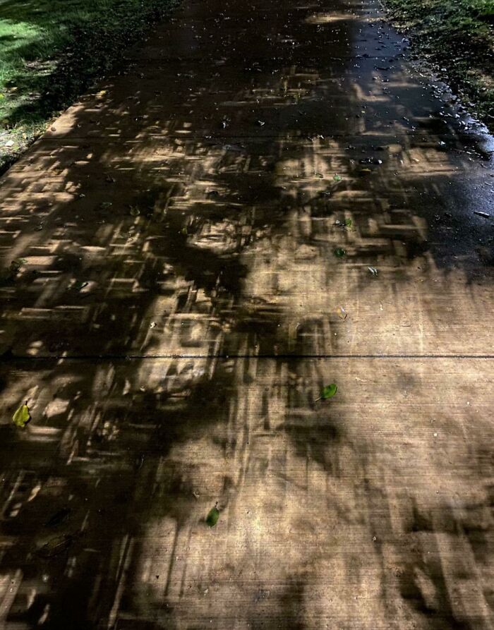 Patterned shadows cast on a concrete sidewalk by tree branches, creating a cool and interesting shadow effect.