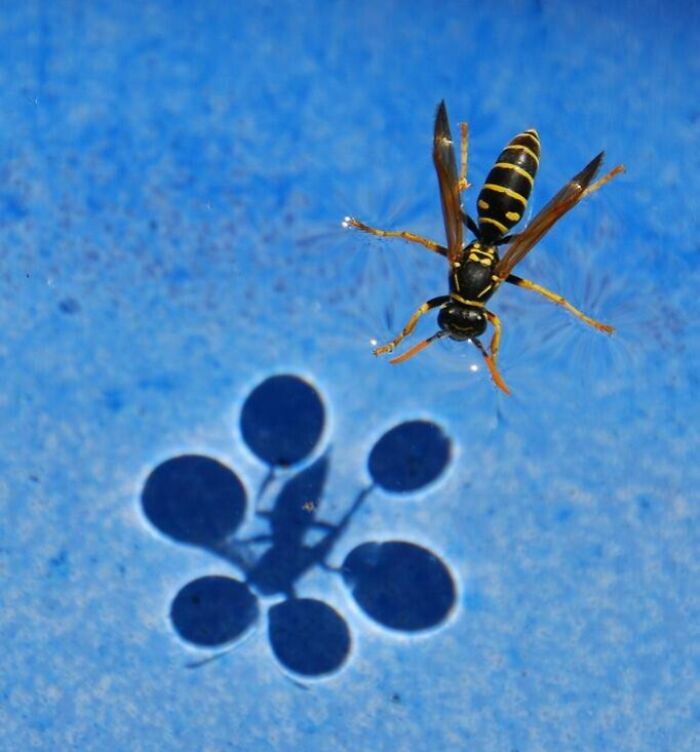 Wasp casting a bizarre shadow resembling balloons on a blue surface, showcasing cool and interesting shadows.