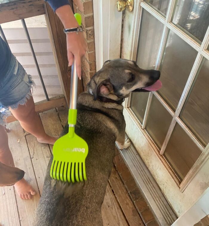 Person using a specialized pet brush to groom a dog, showcasing designers understanding hyper specific life issues.