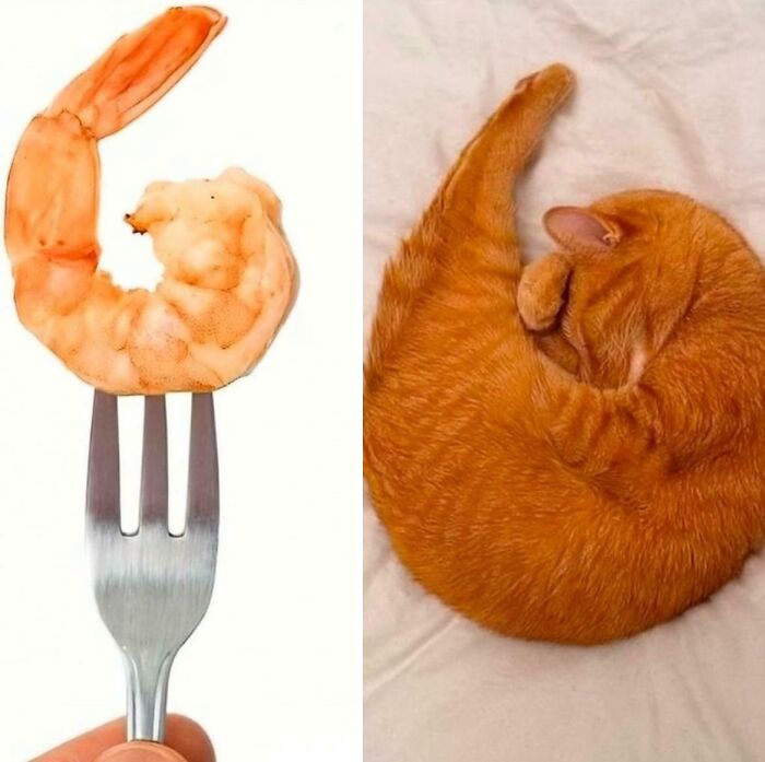 Orange cat curled up next to a shrimp on a fork, highlighting the quirky communal brain cell trait of orange cats.