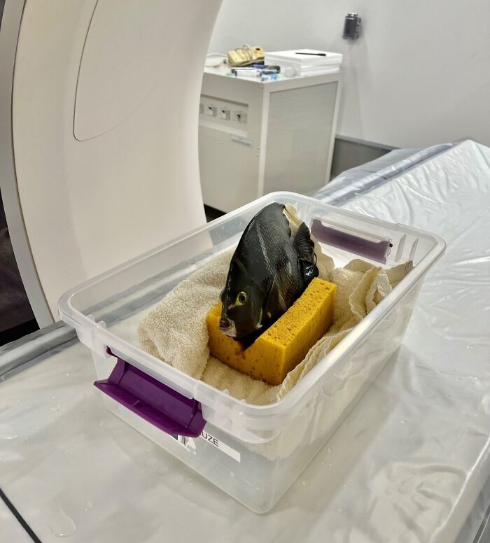 Plastic container with a fish mounted on a sponge and surrounded by towels, showcasing an unreal photograph setup.