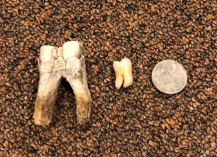 Two teeth of vastly different sizes and a coin placed on a coarse brown textured surface, illustrating unreal photographs.