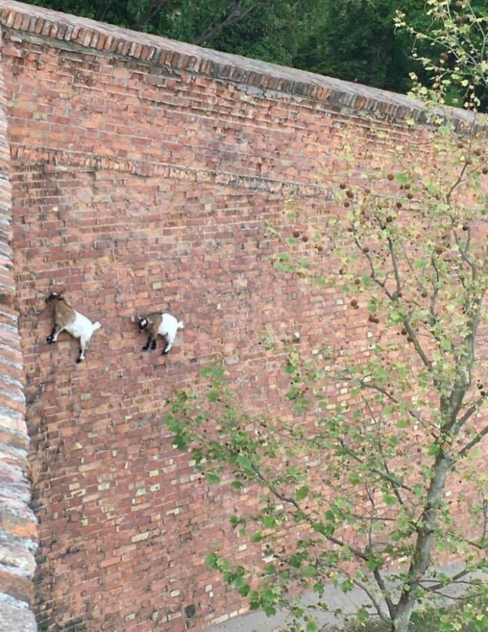 Two goats climbing a steep brick wall, showcasing one of the most unreal photographs of animals defying gravity.