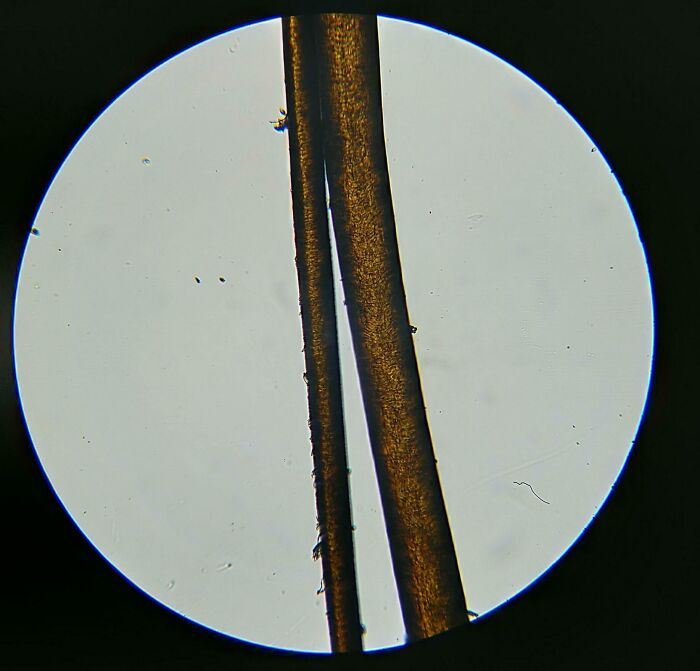Close-up comparison of two human hair strands under a microscope showing variety in thickness and texture.
