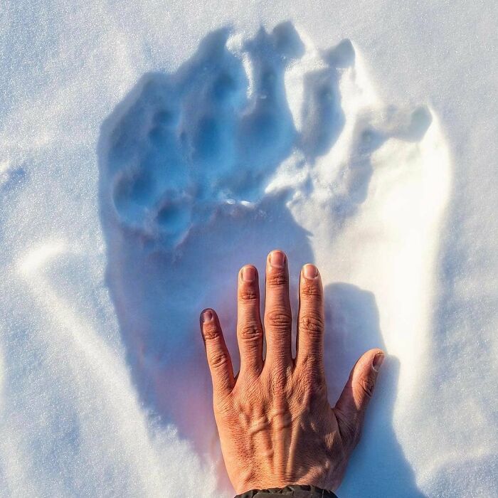 Human hand next to a large animal footprint in snow illustrating fascinating comparison pics variety.