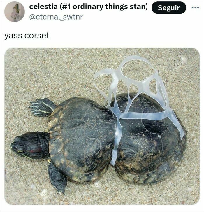 Turtle trapped in plastic six-pack ring on sandy ground, highlighting environmental harm and traumatizing the next generation.