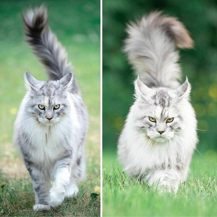 Comparison pics of two Maine C**n cats walking outdoors on grass, showcasing variety and unique feline features.
