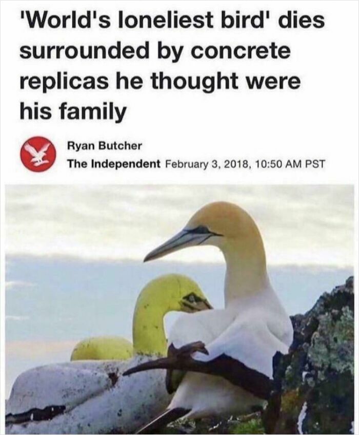 Lonely bird dies surrounded by concrete replicas it mistook for family, highlighting a traumatizing next generation story.