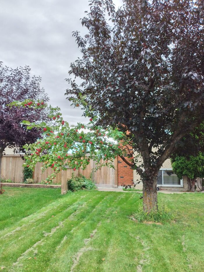 A tree with dark purple leaves and an unusual branch with green leaves and red fruits in a residential backyard.