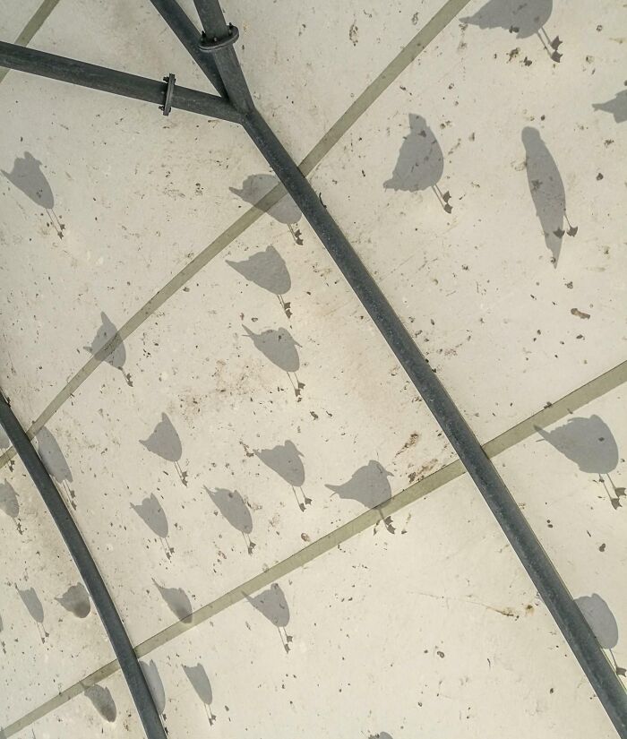 Metal structure casting cool and interesting shadows that look like birds on a tiled surface, a bizarre shadow effect.
