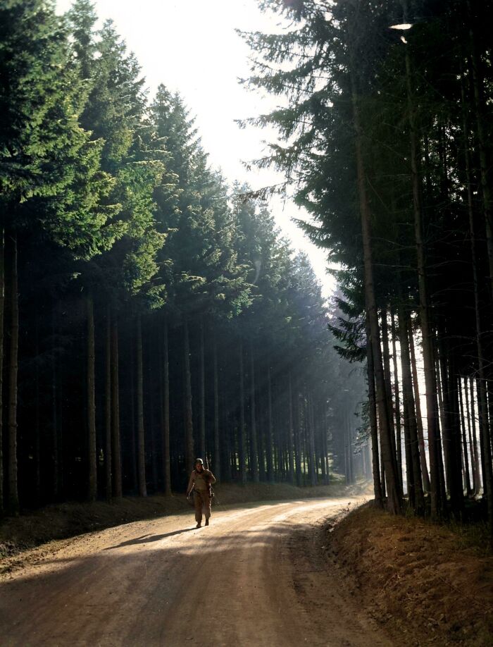 Person walking on a sunlit forest path surrounded by tall trees in an interesting colorized history pics scene.