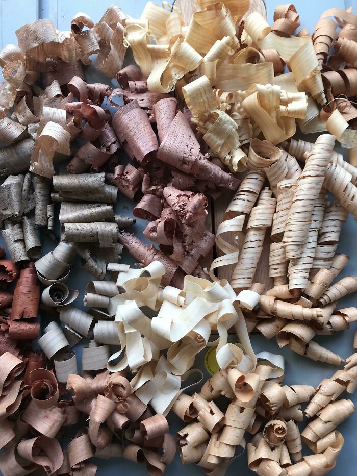 Various wood shavings in different colors and textures showcasing fascinating comparison pics of natural variety.