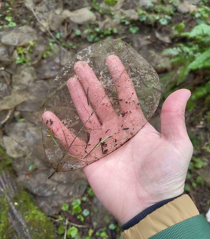 Hand holding a transparent leaf skeleton outdoors, showcasing one of the most unreal photographs of nature’s detail.