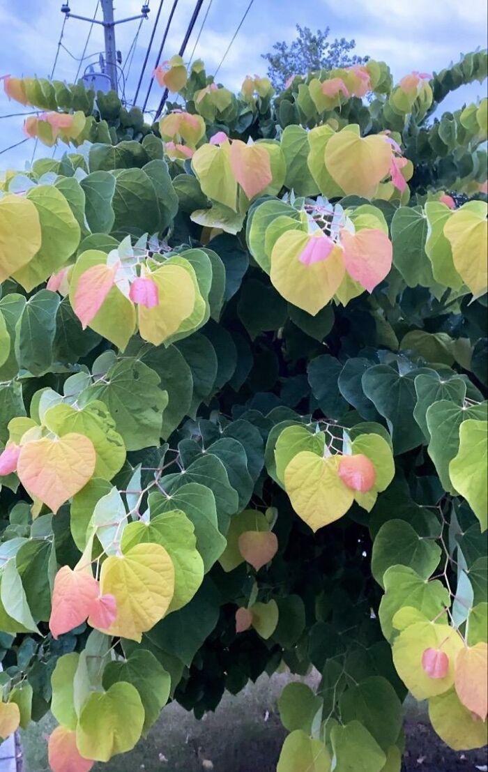 Leaves changing colors in multiple shades of green, yellow, and pink in a striking unreal photograph.