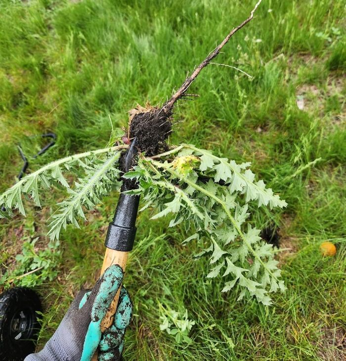 Gardening gloves holding uprooted weed in green backyard, essential for July 4th party backyard must-haves.