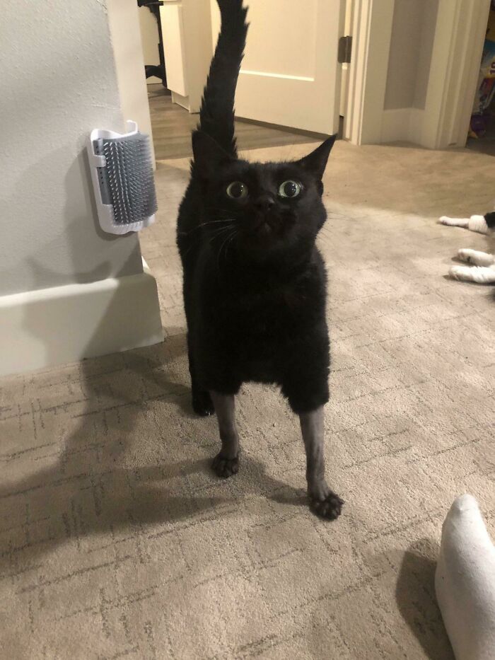 Había que afeitarlo para su operación