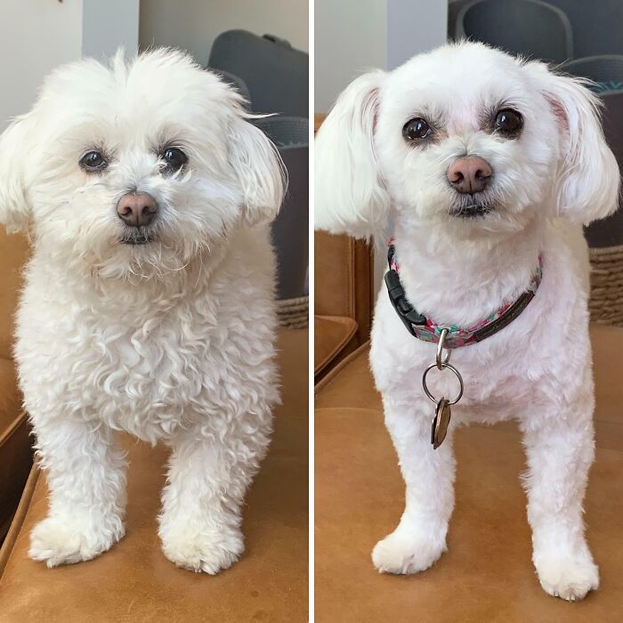 Comparison pics of a small white dog before and after grooming, showcasing variety and transformation.