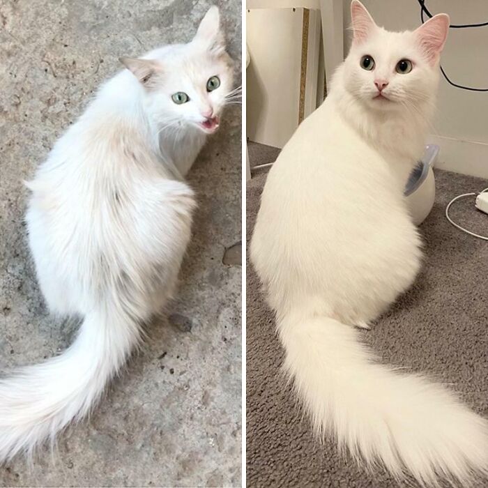 Comparison pics of two white cats with varying fur texture and eye color highlighting variety is the spice of life.