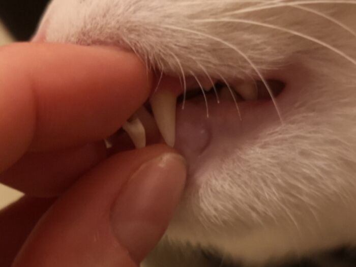 Close-up of a person gently lifting a cat’s lip to show its sharp teeth in fascinating comparison pics.